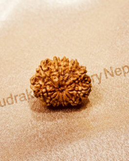 11 FACE RUDRAKSHA NEPALI BEAD