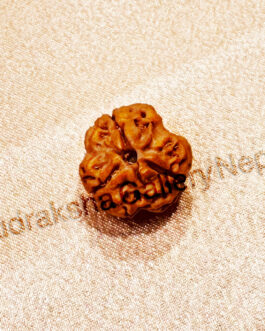 3 MUKHI RUDRAKSHA