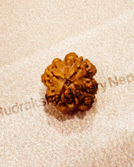 4 FACE RUDRAKSHA NEPALI BEAD