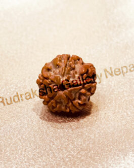 5 FACE RUDRAKSHA NEPALI BEAD