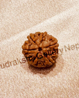 6 FACE RUDRAKSHA NEPALI BEAD