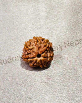 7 FACE NEPALI RUDRAKSH