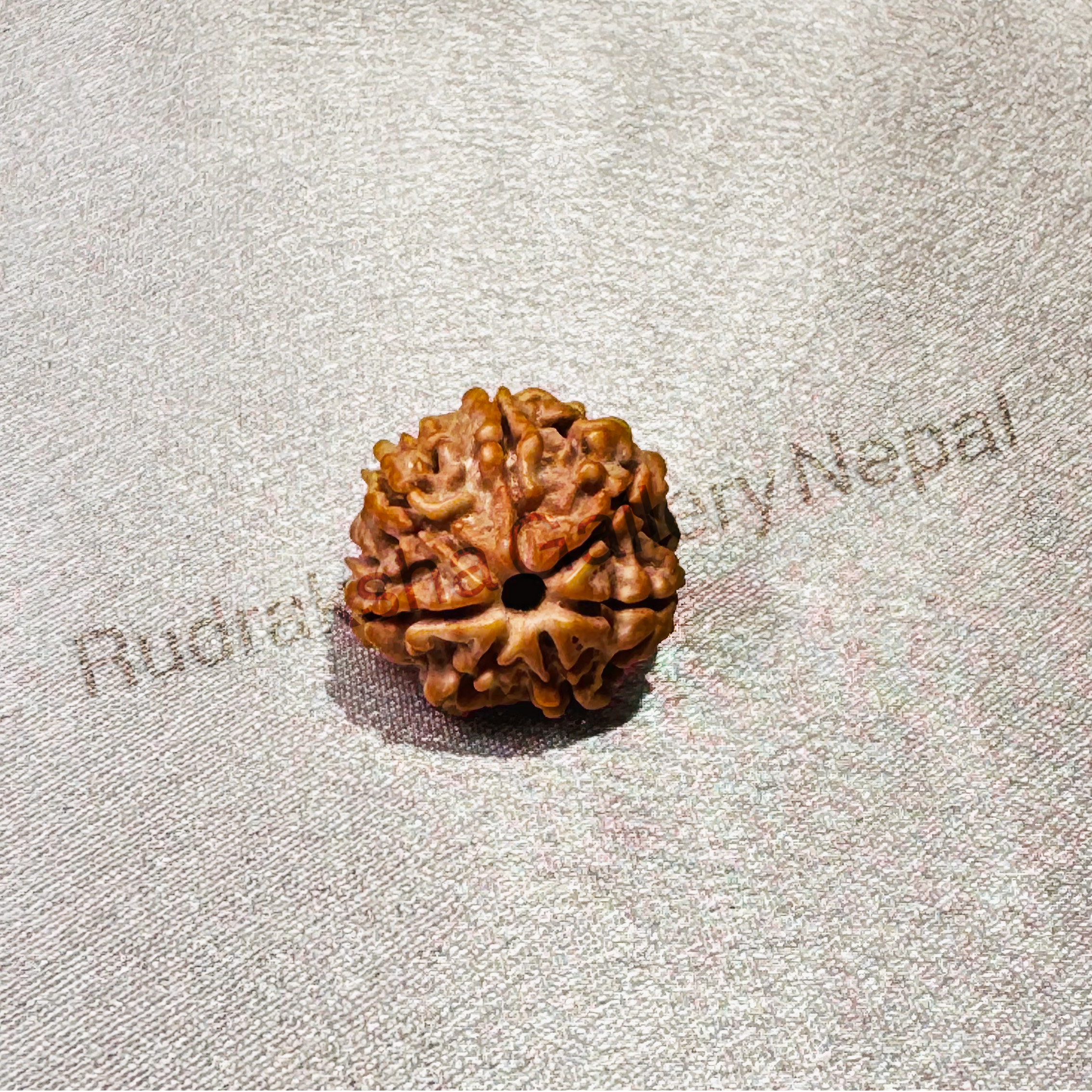 7 FACE NEPALI RUDRAKSH