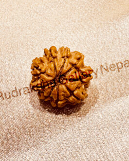 9 FACE RUDRAKSHA NEPALI BEAD