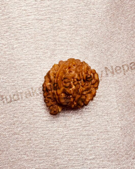 GANESH RUDRAKSHA NEPALI BEAD