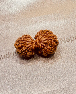 GAURISHANKAR RUDRAKSHA NEPALI BEAD