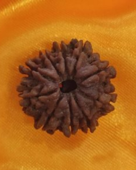 10 FACE RUDRAKSHA NEPALI BEAD