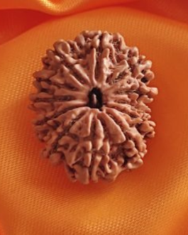 12 FACE RUDRAKSHA NEPALI BEAD