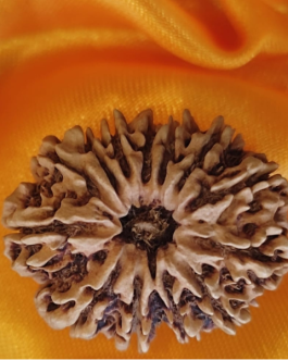 13 FACE RUDRAKSHA NEPALI BEAD