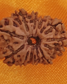 14 FACE RUDRAKSHA NEPALI BEAD