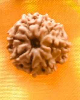 8 FACE RUDRAKSHA NEPALI BEAD