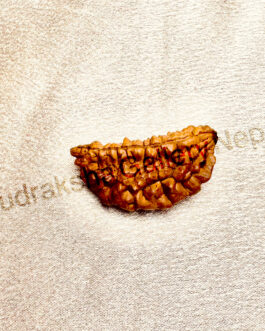 1 Mukhi Rudraksha (Half Moon)